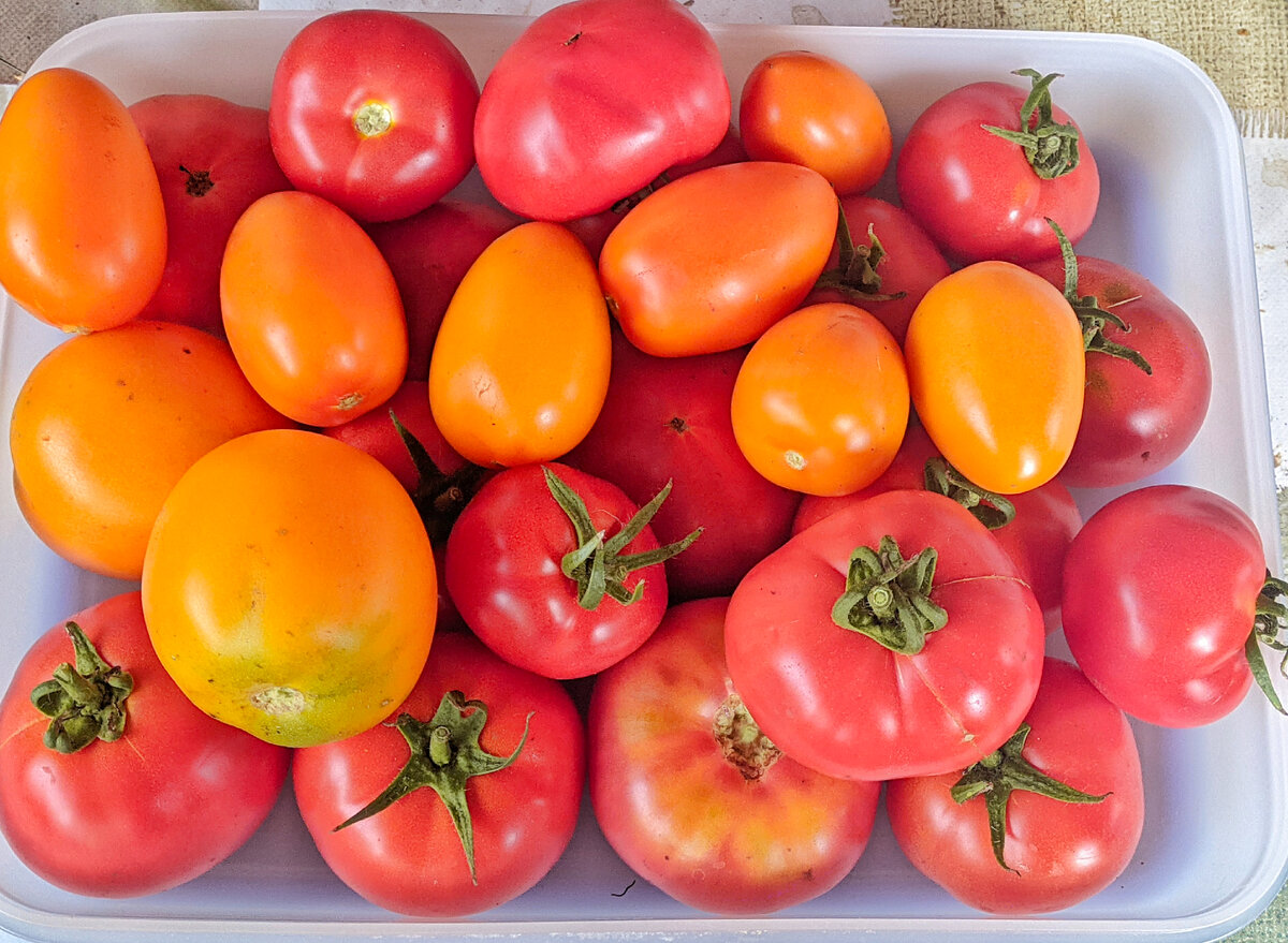 Тепличные помидорки