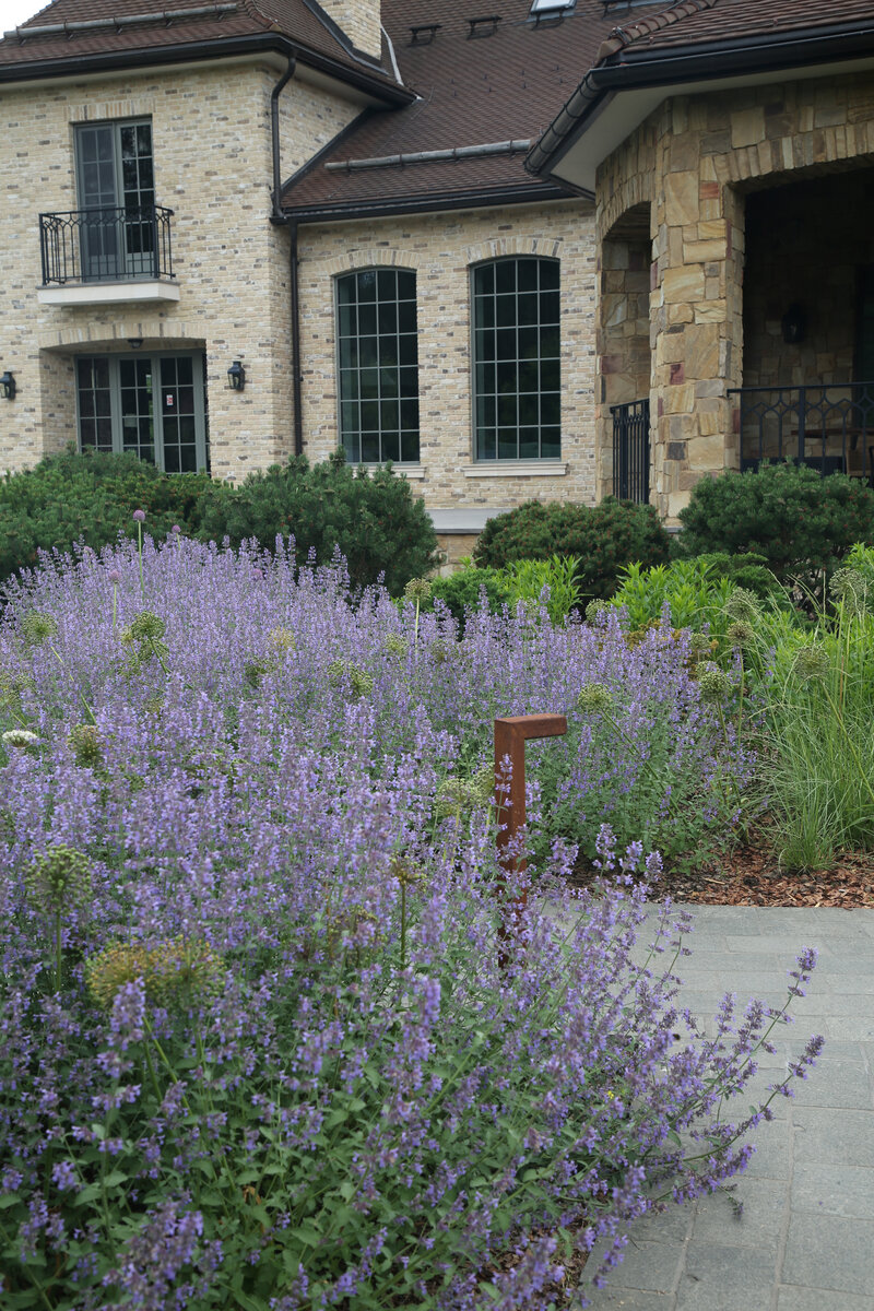 Котовник Фассена «Six Hills Giant» 