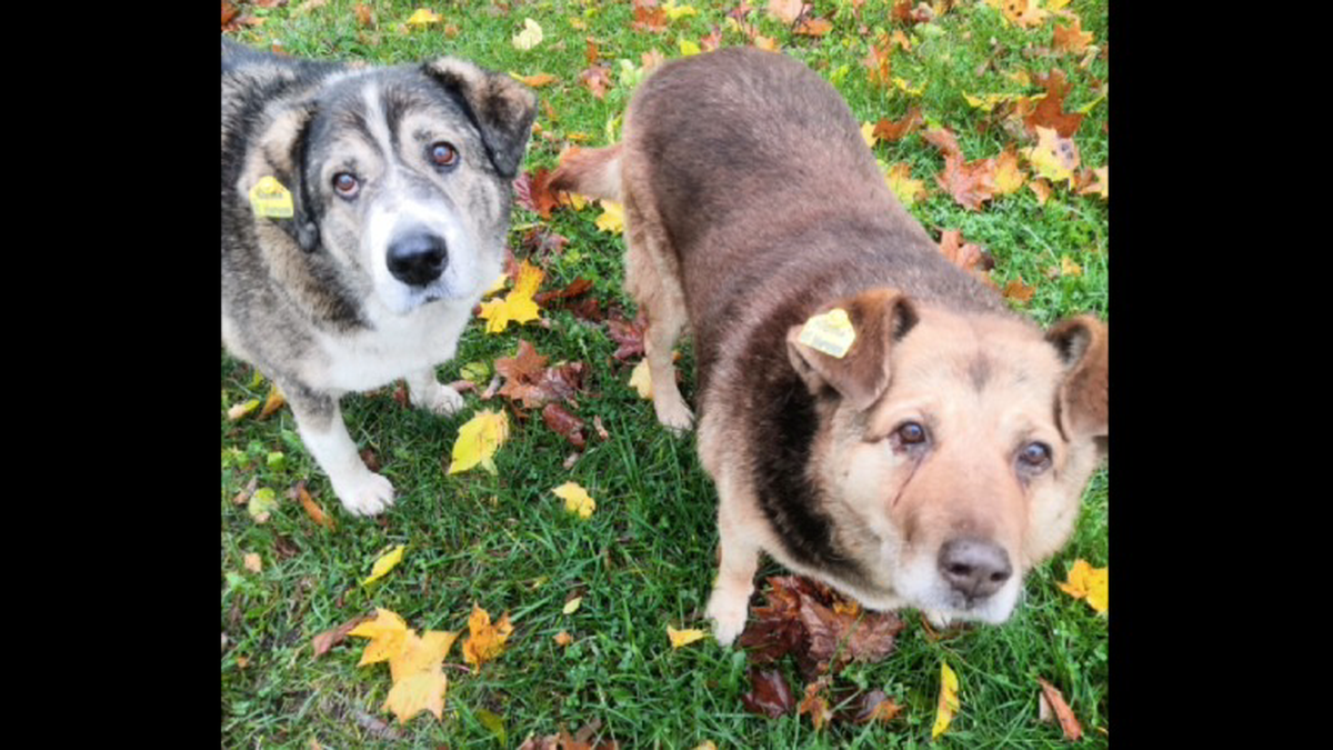    Каштанка и Бетховен / Фото: Вечерняя Москва