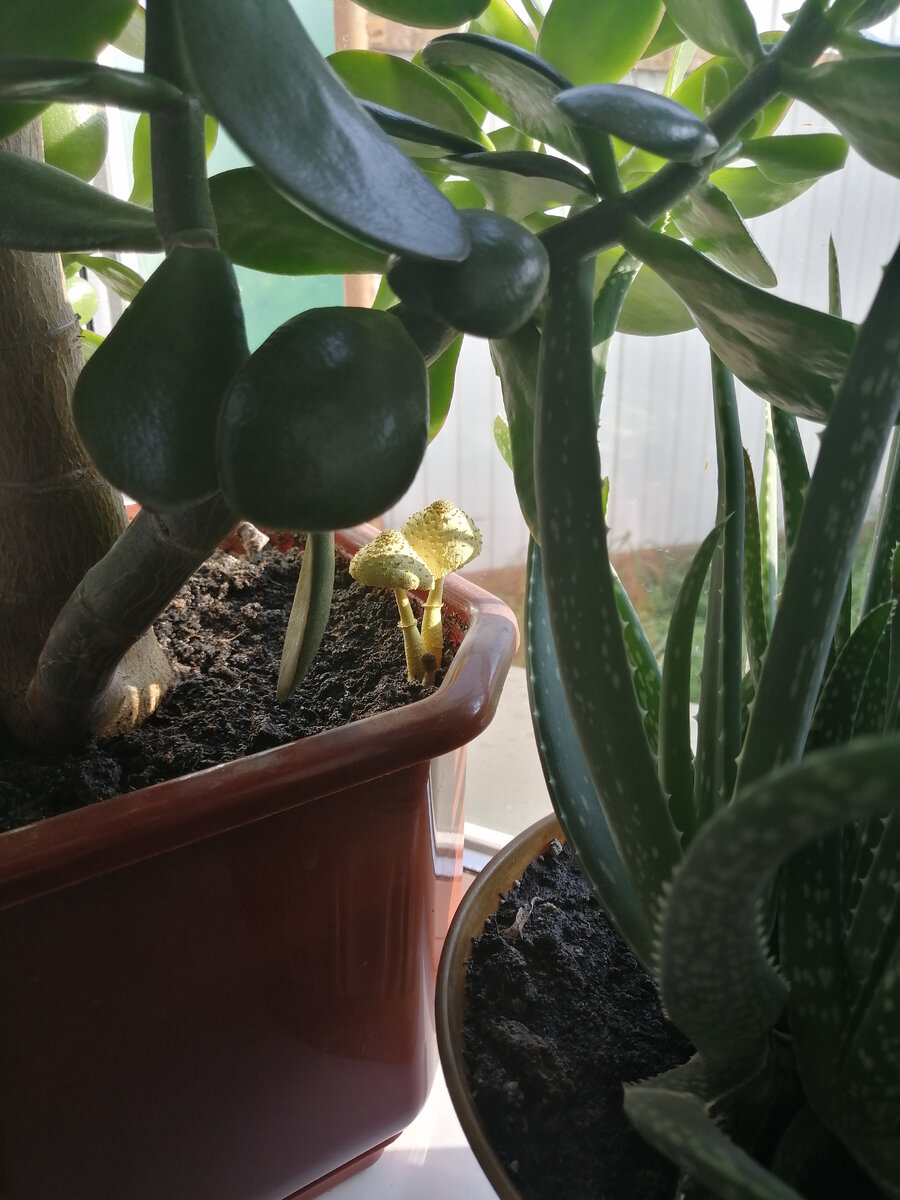 Белонавозник Бирнбаума. Жёлтый гриб в цветочном горшке.