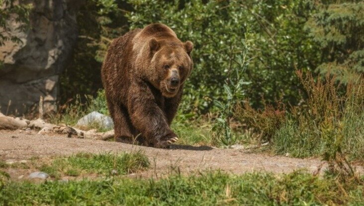    В Удмуртии выявлено уже несколько случаев трихинеллеза у медведей. Люди могут заразиться опасным заболеванием, употребив в пищу термически необработанное мясо больных животных.