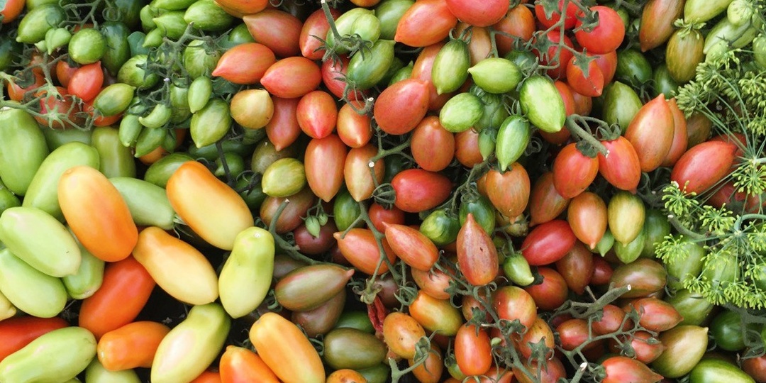 Удивил, так удивил! Нашла новый сорт томата для ОГ в Сибири