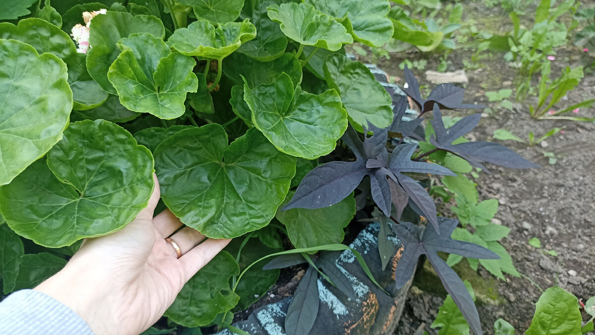 ���� ������ ����� ������