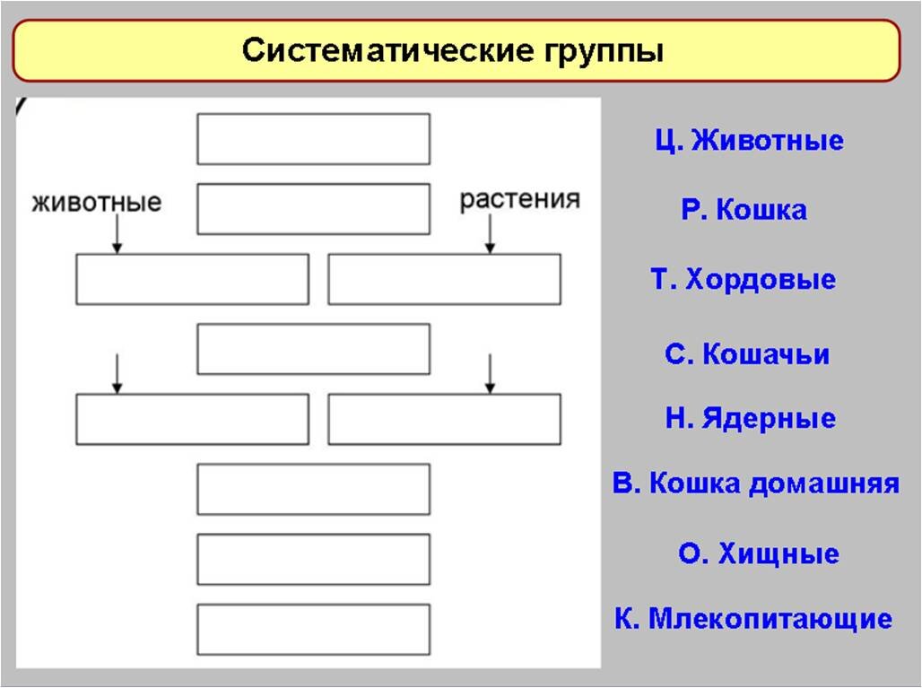 Составьте схему положения человека согласно критериям зоологической систематики