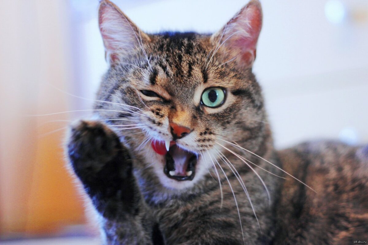 фото взято из открвтого доступа