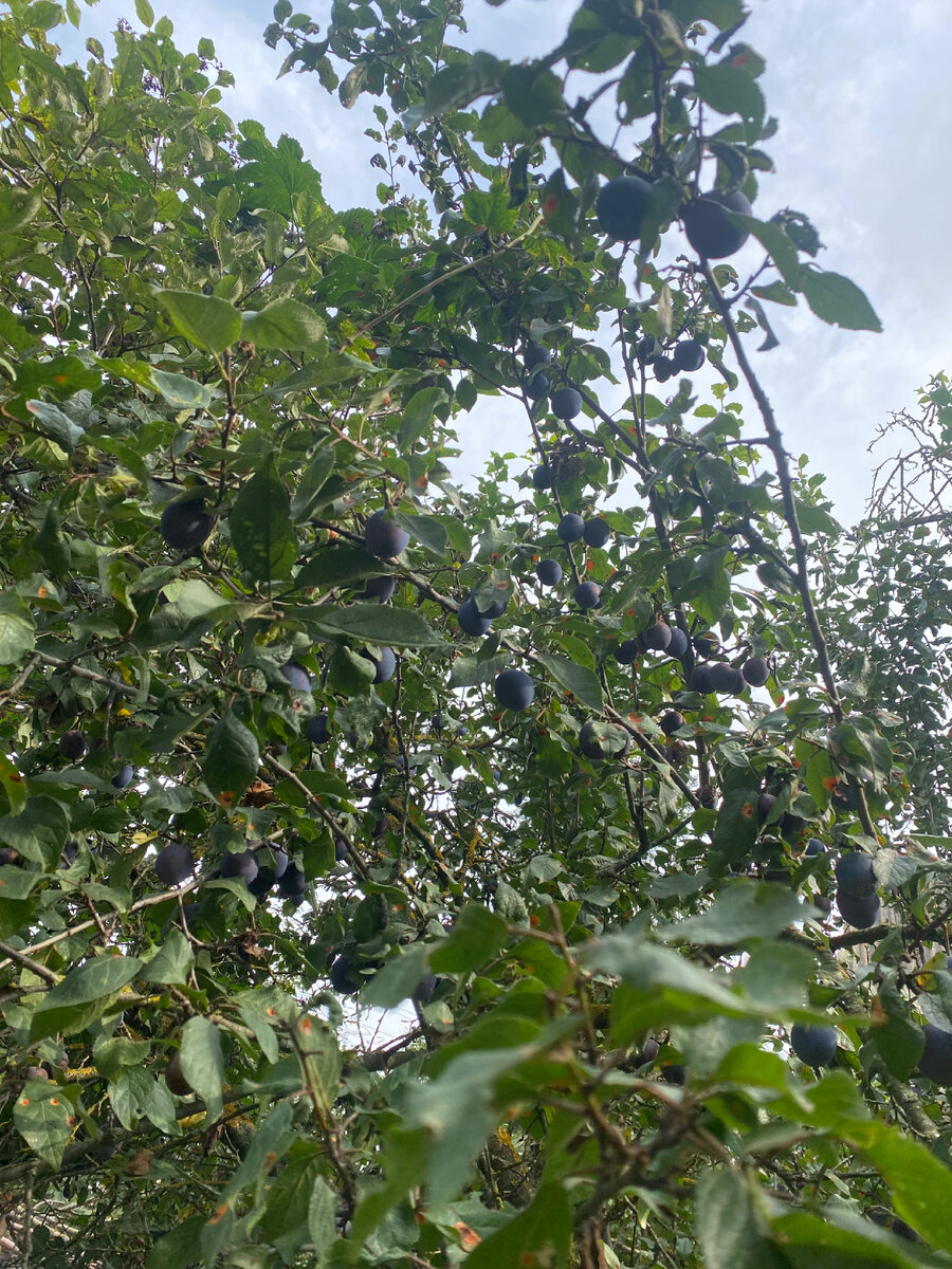 Ещё 5 кг точно осталось на дереве!                                