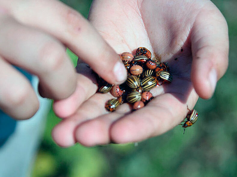 Применение биологических препаратов