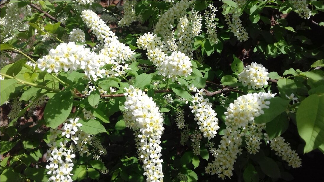 Цветёт черёмуха. Фото автора.