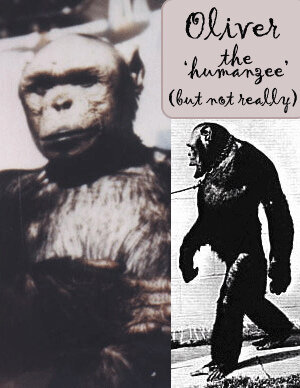 Вот что писал 27 мая 1925 г. профессор Иванов о целях и задачах обезьянника председателю Совета народных комиссаров СССР Алексею Рыкову: «Мои работы с методом искусственного осеменения млекопитающих, естественно, привели меня к мысли поставить опыты скрещивания путем искусственного осеменения между различными видами человекообразных обезьян и между последними и человеком. Опыты эти могут дать чрезвычайно важные факты для выяснения вопроса о происхождении человека. Получение гибридов между различными видами антропоидов более чем вероятно. Можно почти ручаться за получение этих новых форм. Рождение гибридной формы между человеком и антропоидом менее вероятно, но возможность его далеко не исключена...». В заключение письма исследователь просил выделить ему на эксперименты 15 тыс.долл. 
На председателя СНК СССР доводы профессора, видимо, произвели впечатление: спустя всего четыре месяца, 30 сентября 1925 г., президиум Академии наук решает, что экспедиция профессора Иванова в Африку «для организации опытов гибридизации на антропоидах» должна быть признана «заслуживающей большого внимания и полной поддержки».

К осени 1927 г. место базирования обезьяньего питомника уже определено. Ускорение решению вопроса придает заинтересованность в нем химотдела Реввоенсовета, который, судя по всему, намерен использовать обезьян при испытании химического оружия. До Сухуми, впрочем, добирается в живых только половина закупленных Ивановым обезьян. После того, как привезенные животные акклиматизировались и прошли карантин, ученые приступили к опытам. Об их целях в августе 1927 г. «Красная газета» писала прямым текстом: «Предполагается поставить здесь искусственное обсеменение обезьян разных видов между собой и с человеком. В виде опытов будет поставлено искусственное оплодотворение женщины от обезьяны и обезьяны от мужчины по способу проф. Иванова».