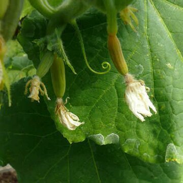 Совсем недавно я столкнулась с тем, что завязи на огурцах есть, но они не развиваются, а желтеют и со временем опадают. Явление неприятное. Однако исправимое.