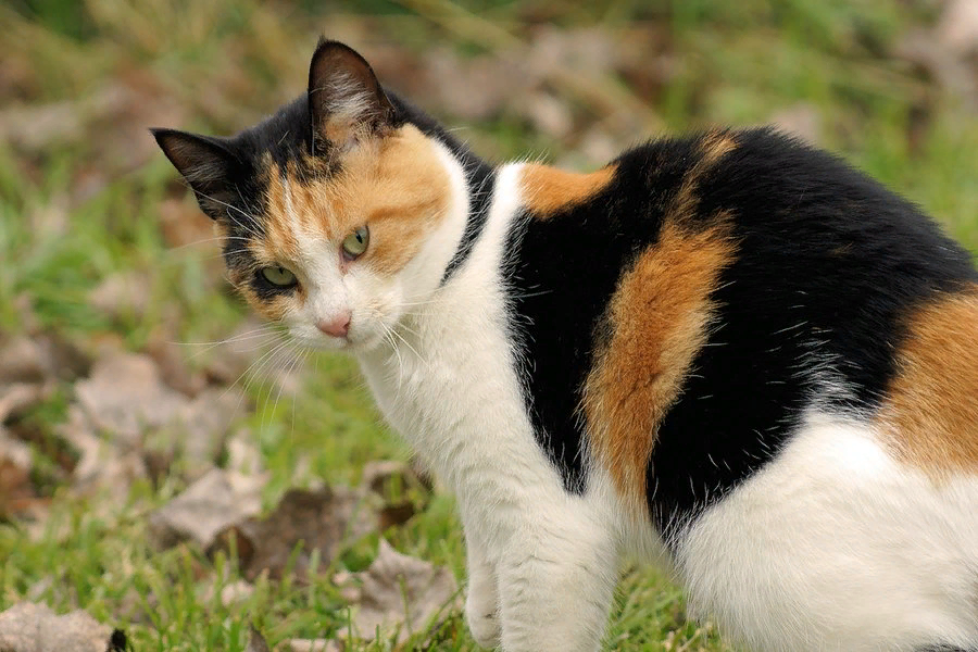 Правда ли, что трехцветная кошка приносит удачу | Мир домашних животных |  Дзен