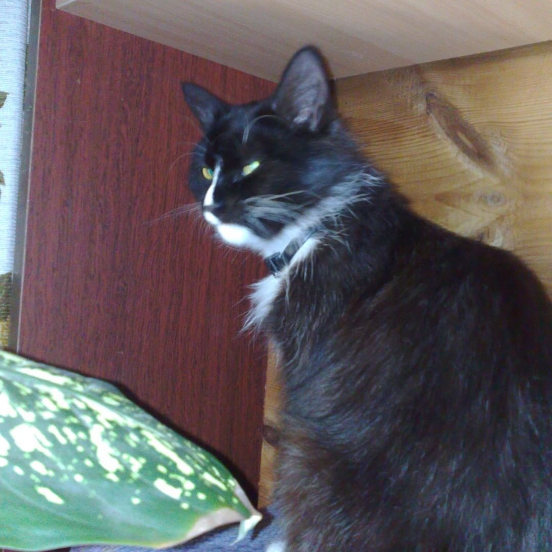 Лилит, октябрь 2011 г.