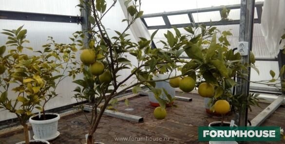 Райские кущи круглый год: как сделать у себя зимний сад