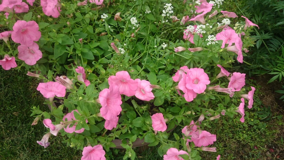 Петуния "изрослась". Пора обрезать.