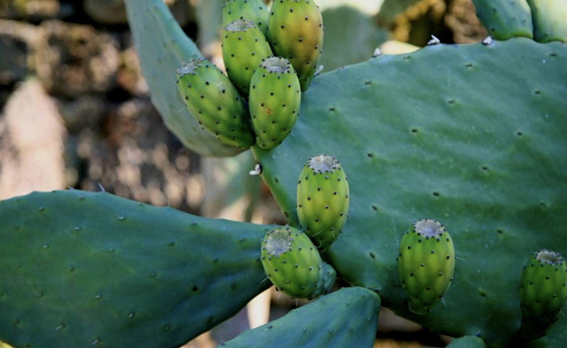 Opuntia ficus-indica