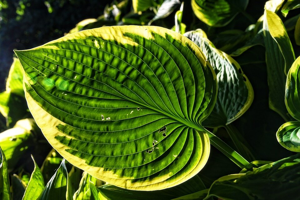 https://cdn.pixabay.com/photo/2018/06/06/01/54/hosta-3456852_960_720.jpg