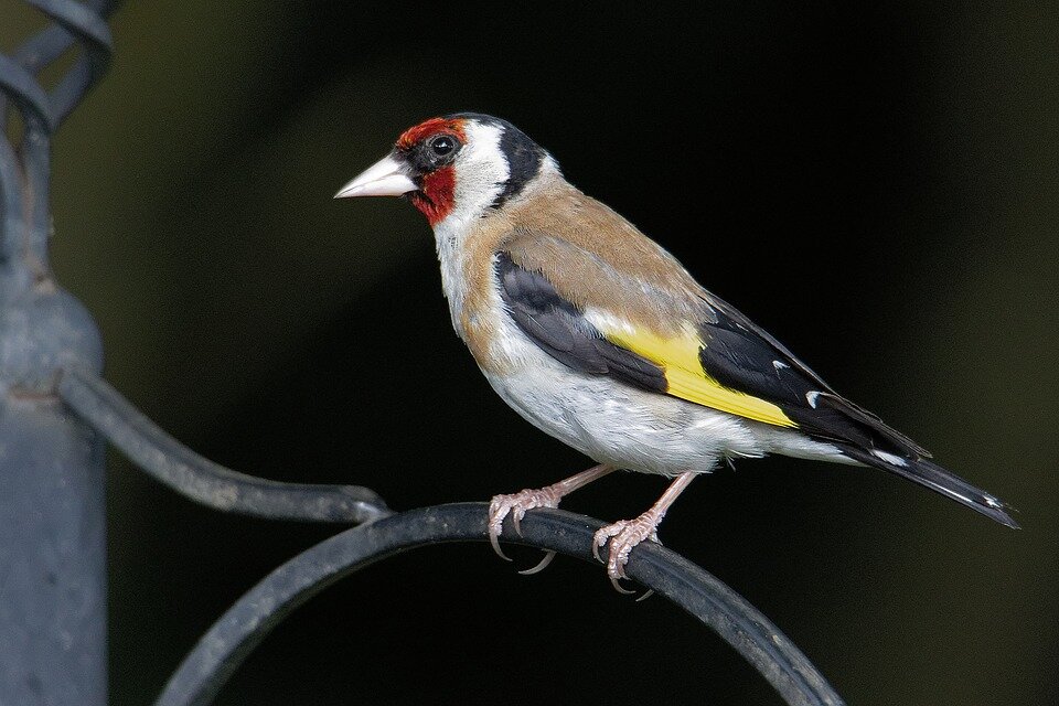 https://cdn.pixabay.com/photo/2017/09/19/23/09/goldfinch-2766971_960_720.jpg