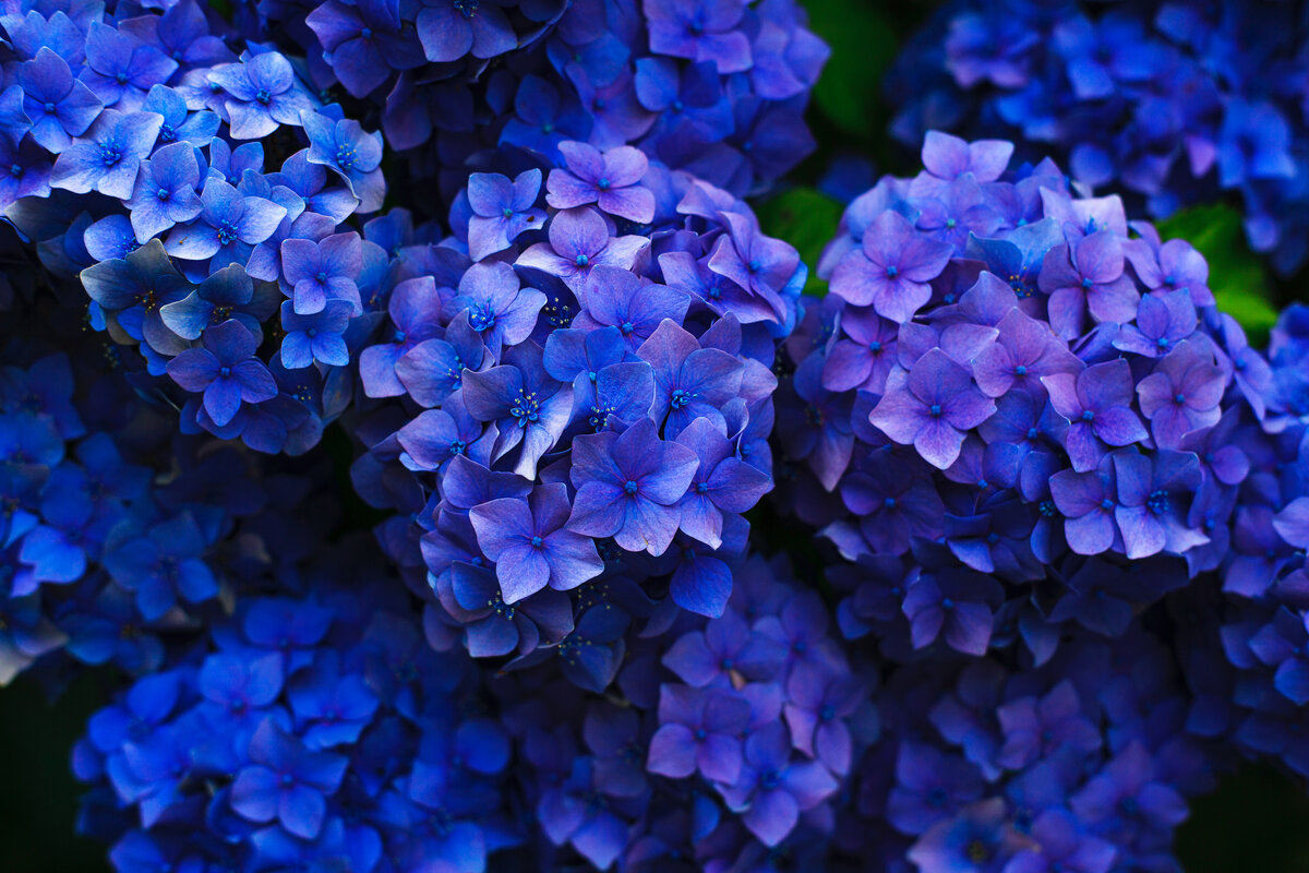 https://unsplash.com/s/photos/hydrangea-macrophylla