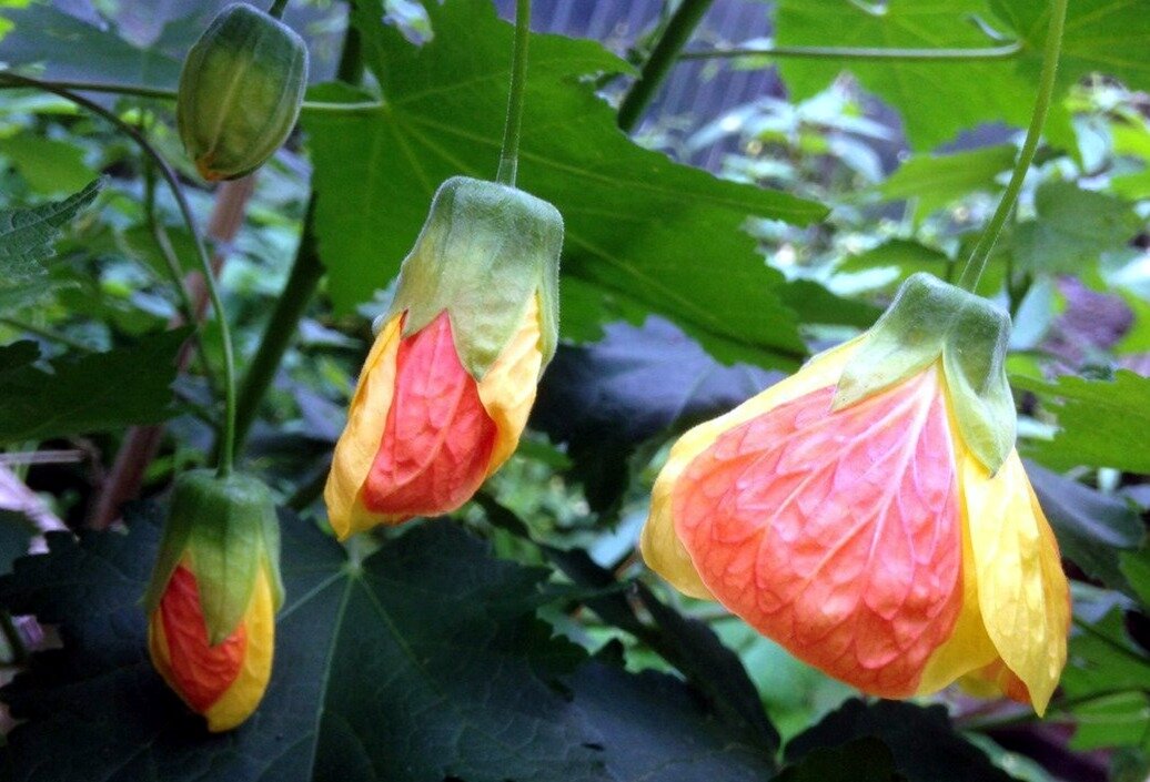  Автор фото: Татьяна Цепкова