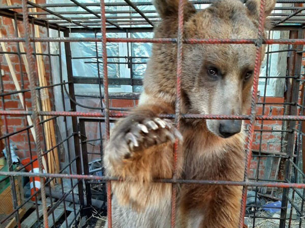 Афоня во дворе краснодарской многоэтажки. Фото rostov.ru