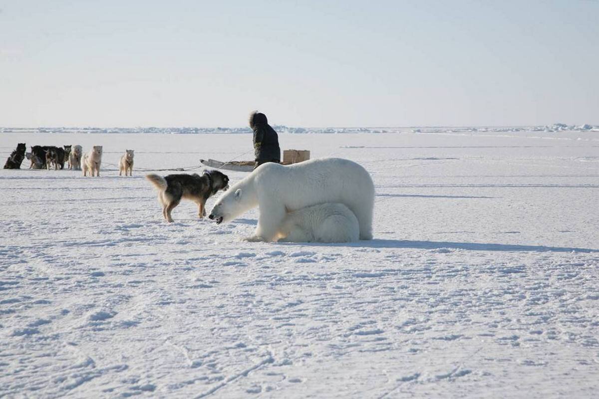 АВТОР СТАТЬИ: ДМИТРИЙ ПОЛЯЧЕНКО