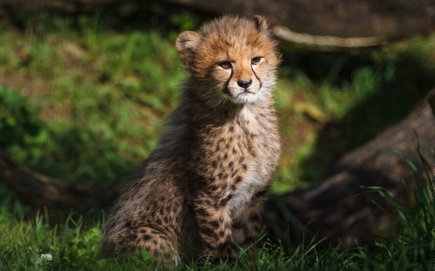 Фото носит иллюстративный характер, (с) BigOlli Pictures 