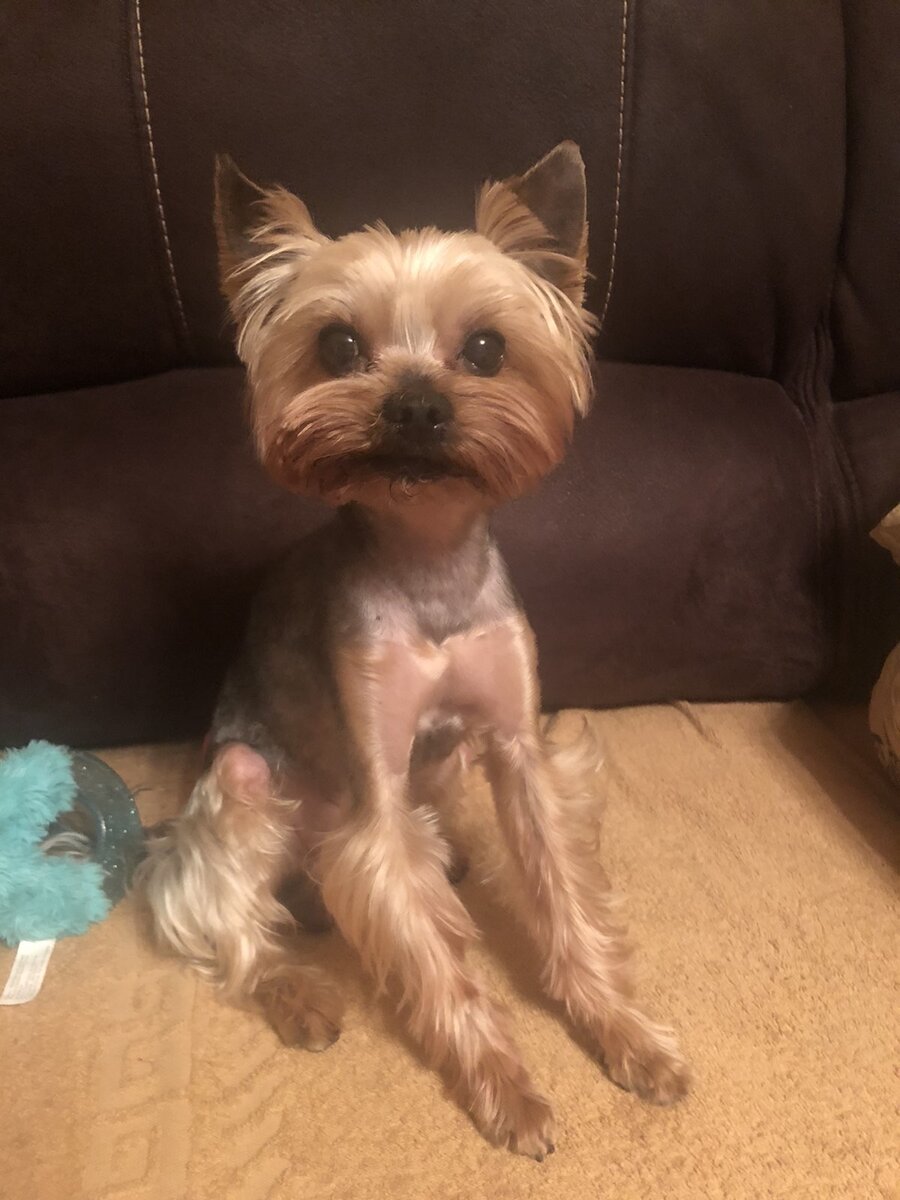 Сегодня расскажу про стрижки для собак.