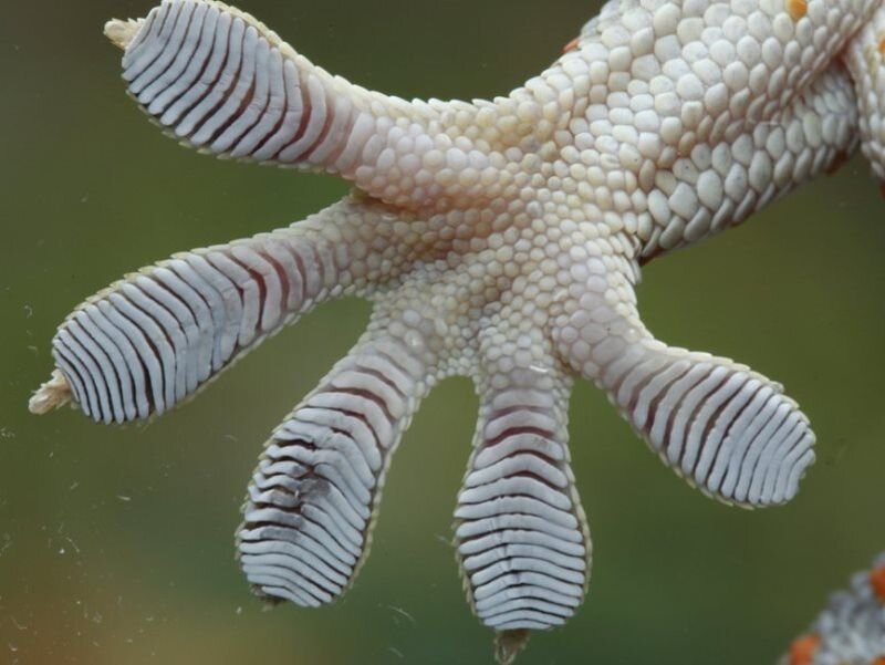 лапка геккона