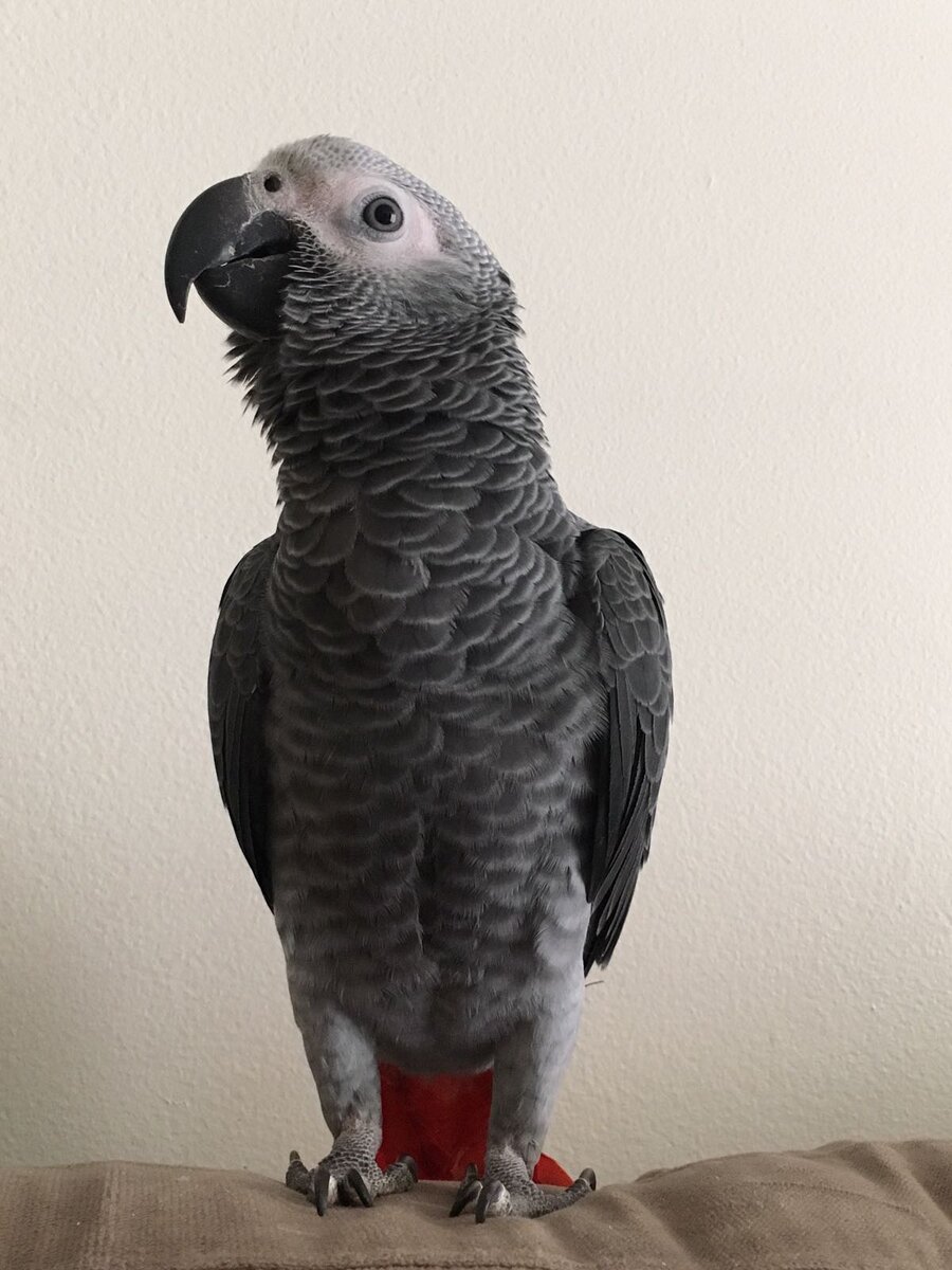 Попугай Веня