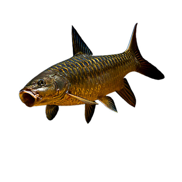 Tor putitora, широко известный как "золотой махсир" - http://forumimage.ru/uploads/20180218/151894557790867190.png