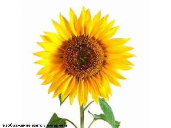 изображение взято с интернета