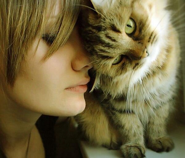 Любовь и котики )