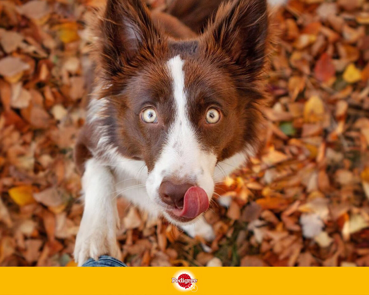 Подготовить влажные салфетки или специальное средство для очищения лап.