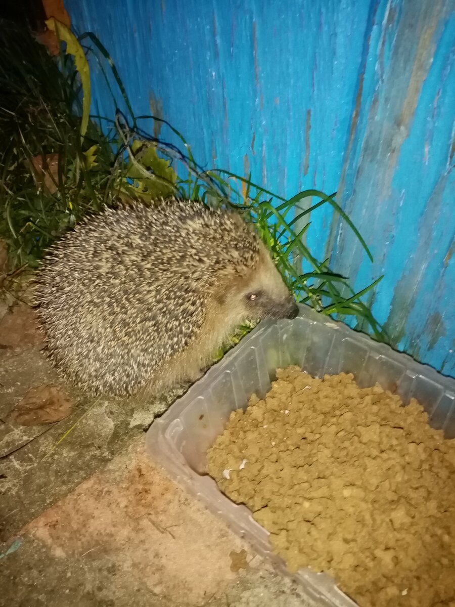 Ежик влился в компанию кошечек. 