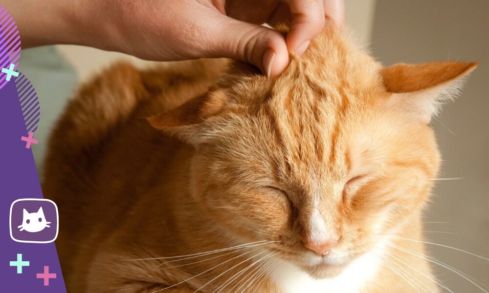 🐱Как приучить к рукам кошку: инструкция | Нос, хвост, лапы | Дзен