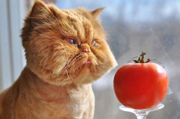  вот что значит-  сбалансированная диета