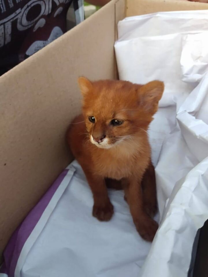 Фото: FARA Fundacion Argentina de Rescate Animal
