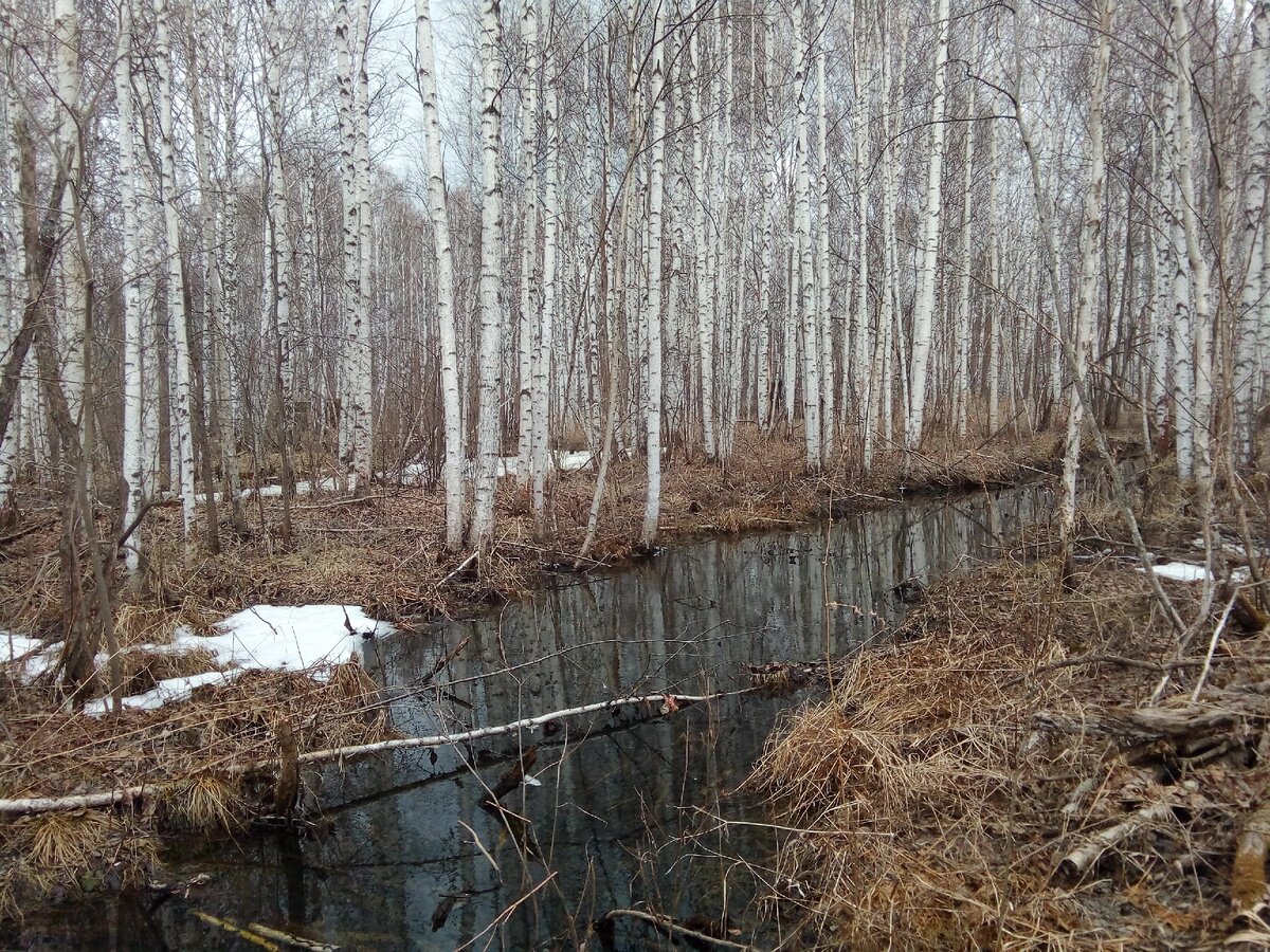 Размытая канава в лесу