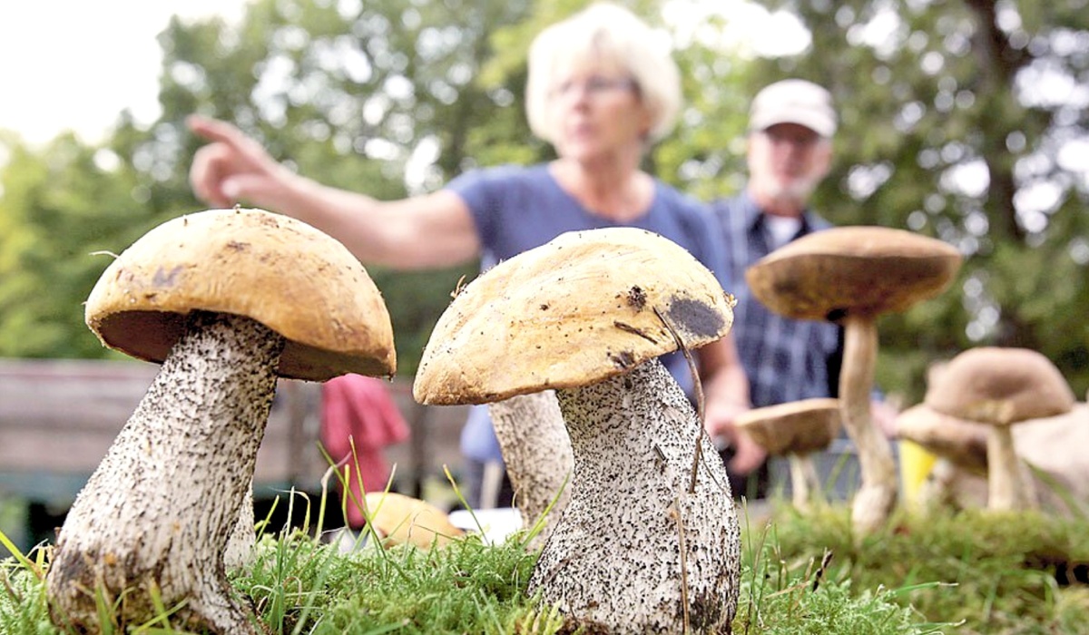 Из открытых источников