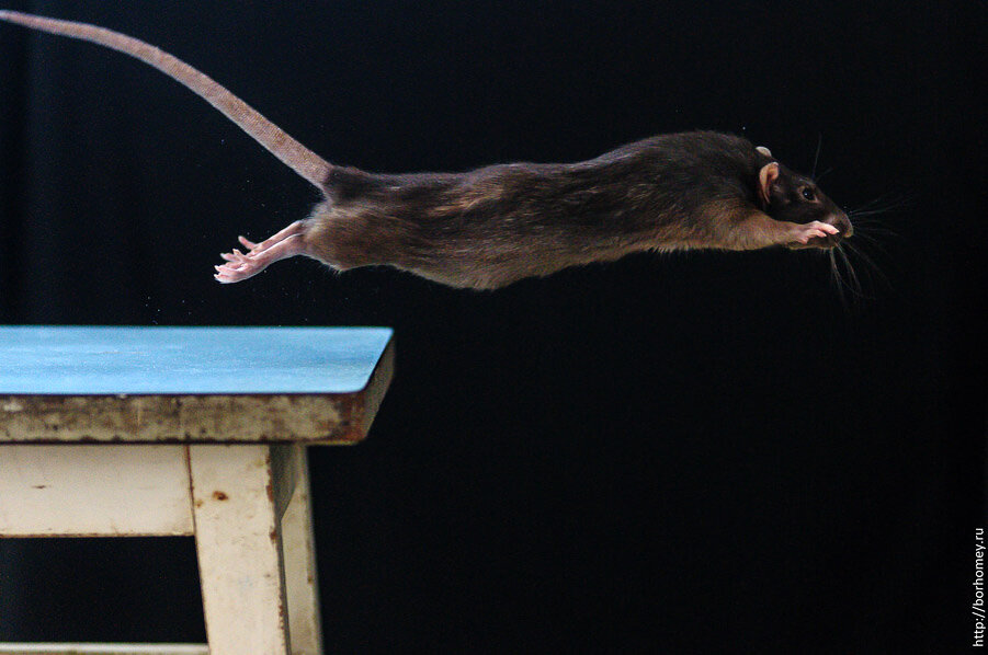 крыса прыгнула