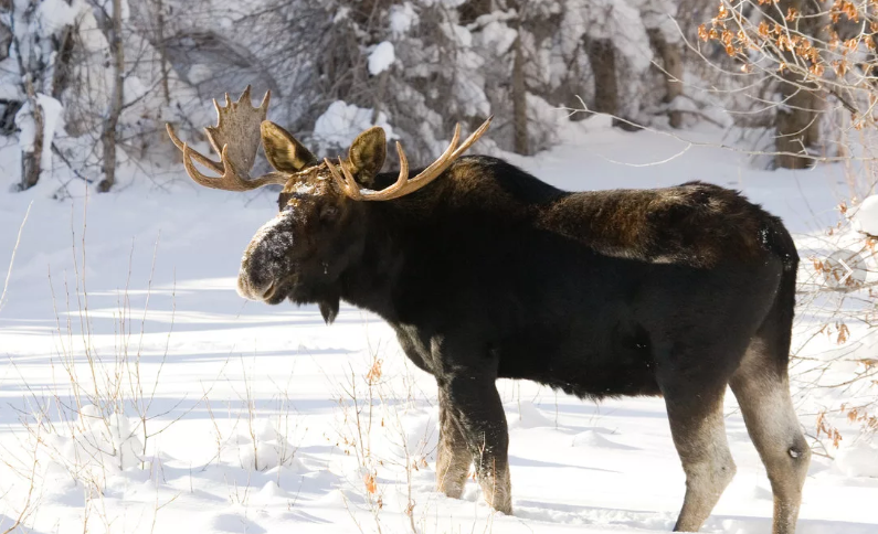 Лось в зимнем лесу. Из источников в свободном доступе