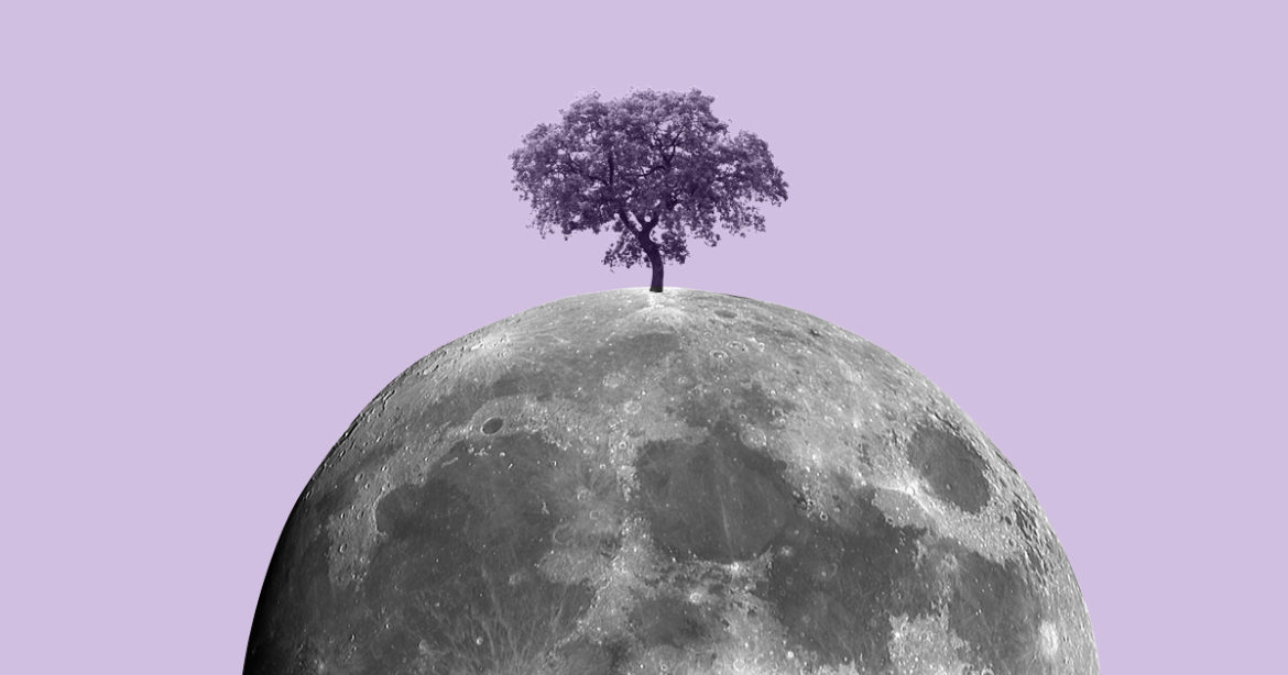 Лунные деревья. Луна и дерево. На Луне растут деревья. Космическое дерево.