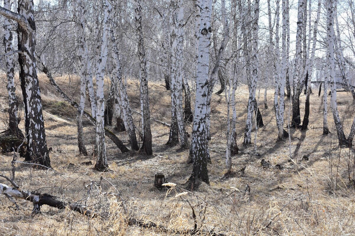 Весенний лес, нетронутый пожаром, чарующе прекрасен