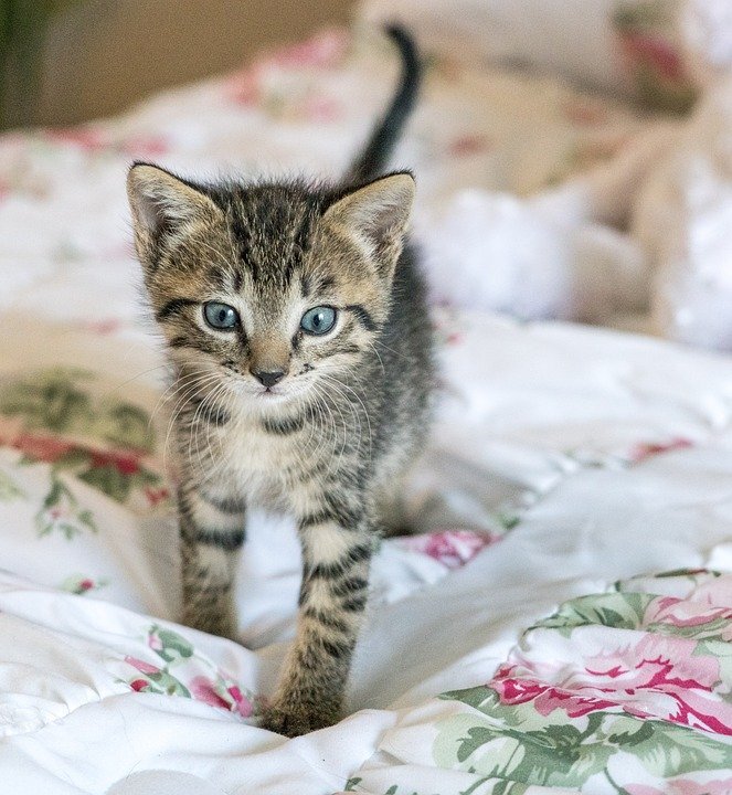 https://cdn.pixabay.com/photo/2016/07/14/20/21/kitten-1517535_960_720.jpg