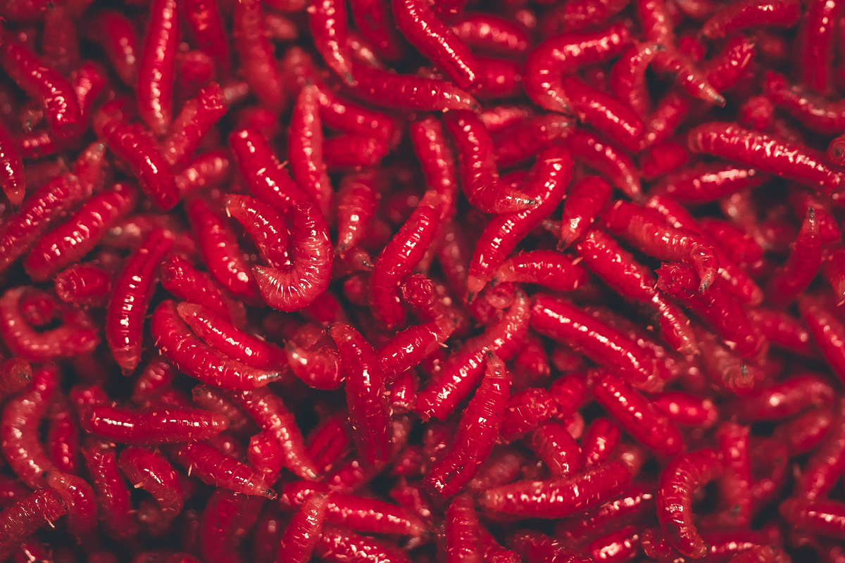 Красный опарыш