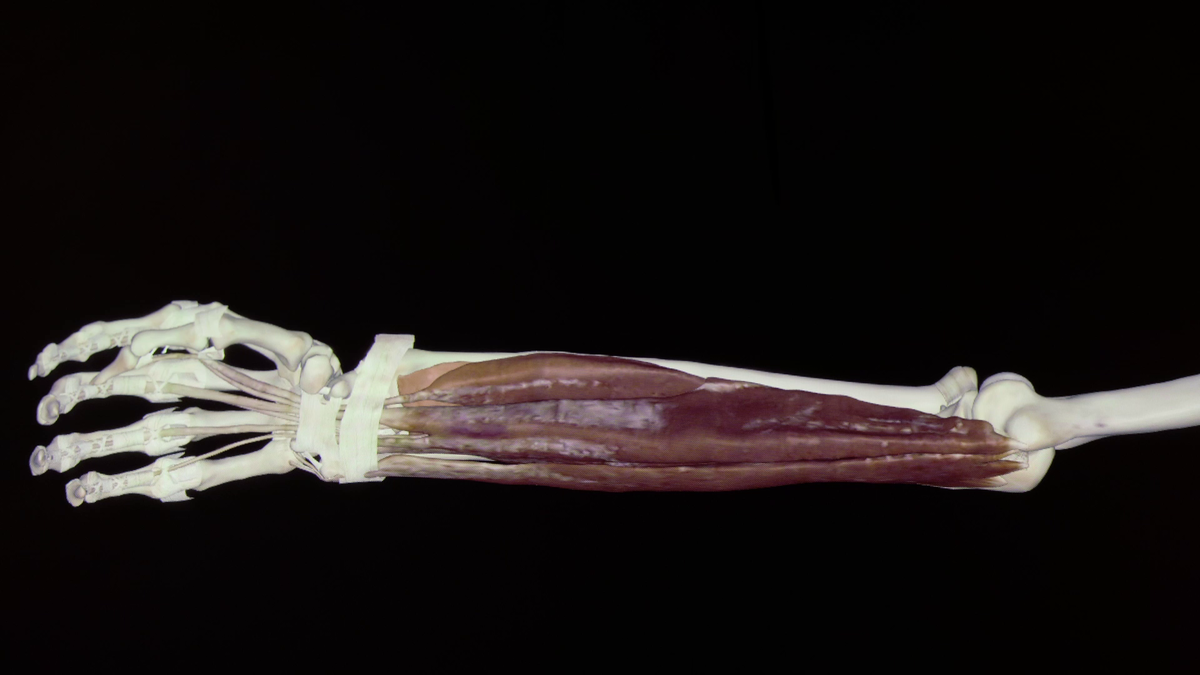 мышцы предплечья