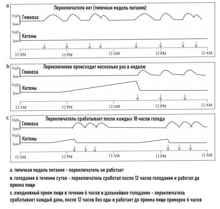 Рис. 2 - показано, как различные режимы голодания вызывают метаболический переключатель