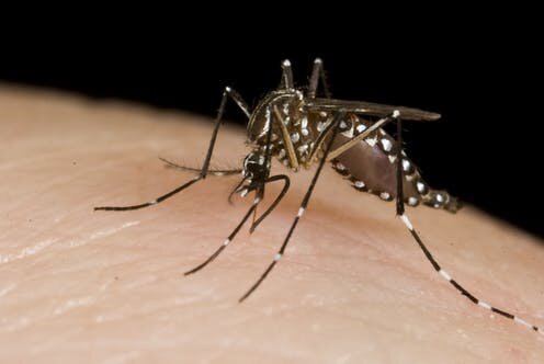 Появление комаров в квартире после зимы мистерия из-под земли или окон