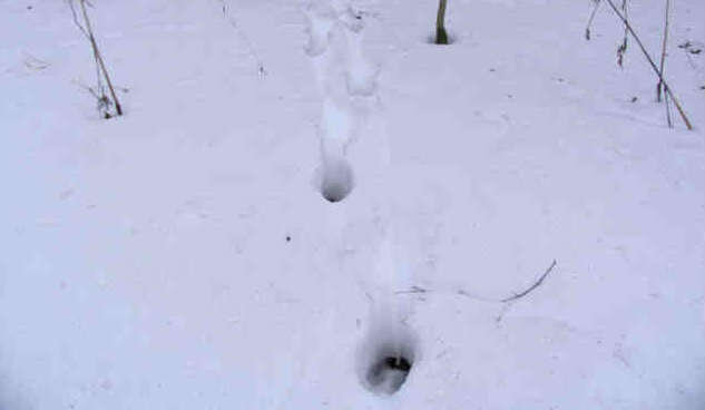 След косули. Фото автора