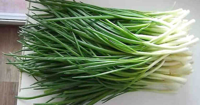 Как вырастить зеленый лук на подоконнике